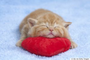 Little cat sleeping on the red heart-shaped pillow